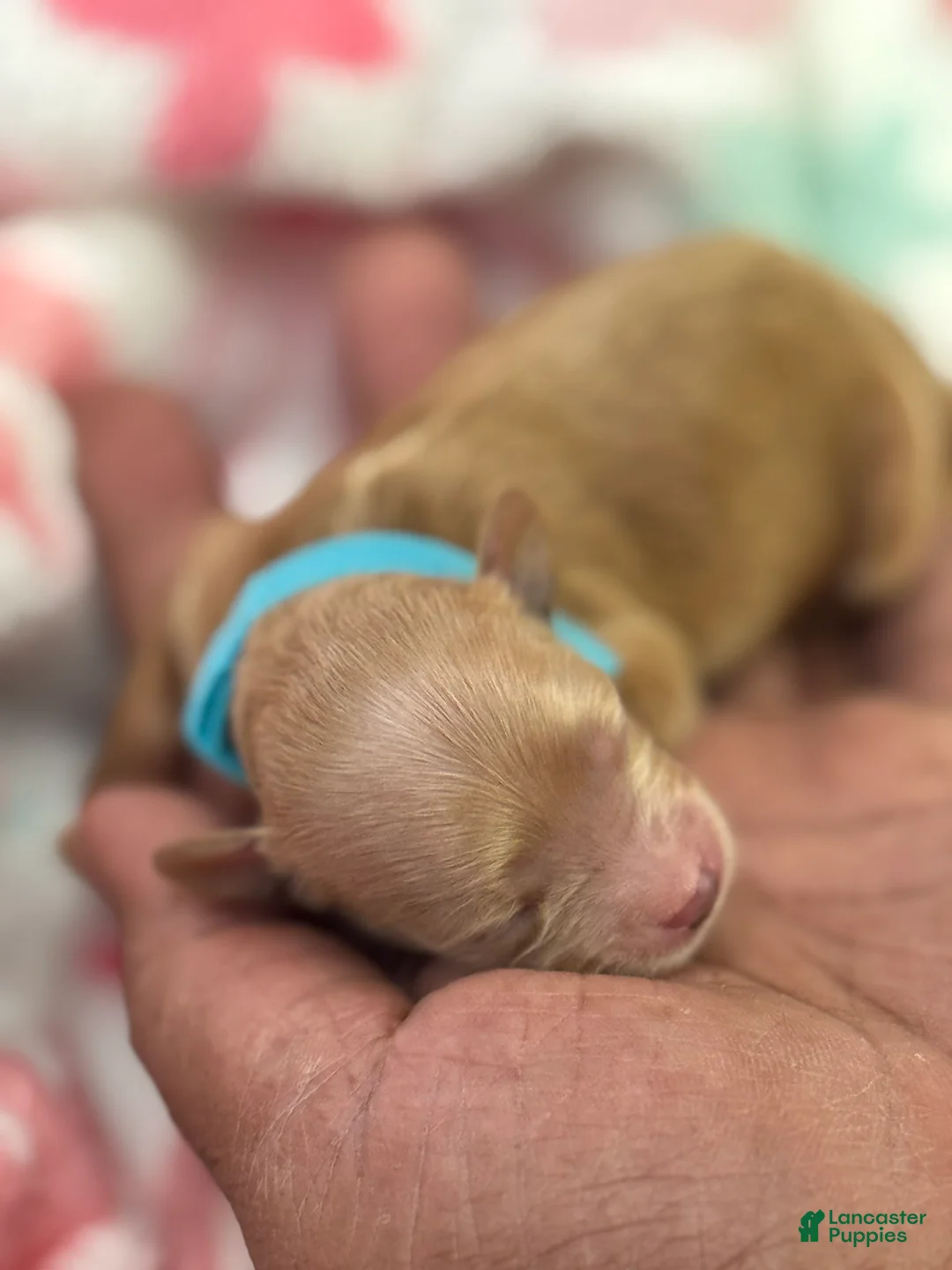 Shihpoo dogs for sale: Shihpoo Puppy 1 Blue  - Ad 2