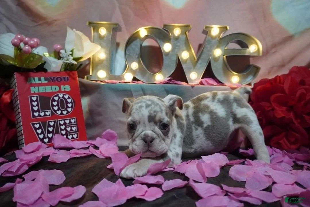 English Bulldog dogs for sale: English Bulldog Puppy 4 - Ad 6