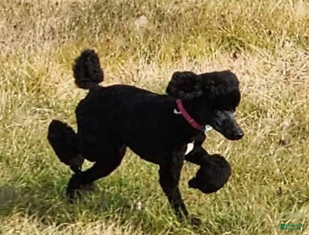 Standard Poodle dogs for sale: Standard Poodle Puppy 4 - Ad 2