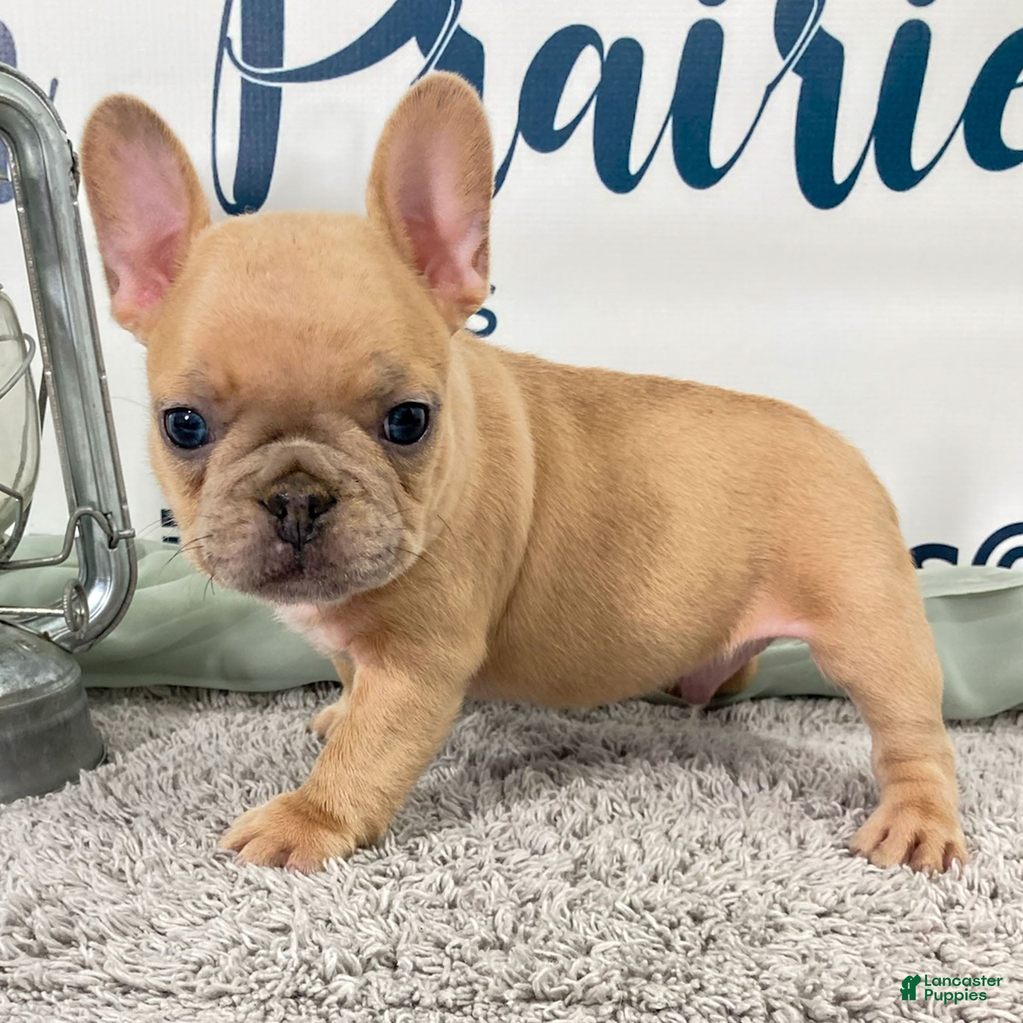 French Bulldog dogs for sale: Magnus French Bulldog Puppy  - Ad 1