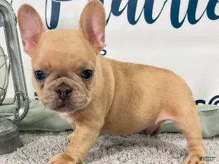 French Bulldog dogs for sale: Magnus French Bulldog Puppy - Ad 1