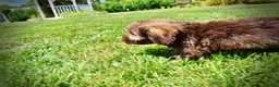 Havapoo dogs for sale: Frisco - Ad 14