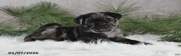 Pug dogs for sale: Brody - Ad 3