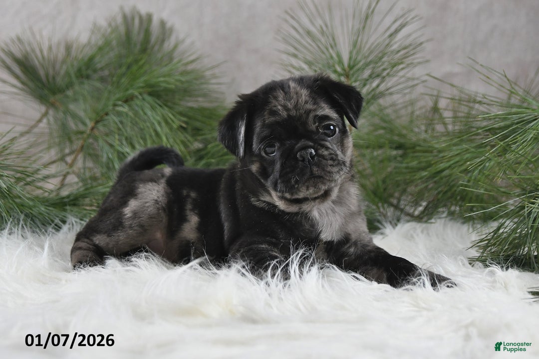 Pug dogs for sale: Brody - Ad 3