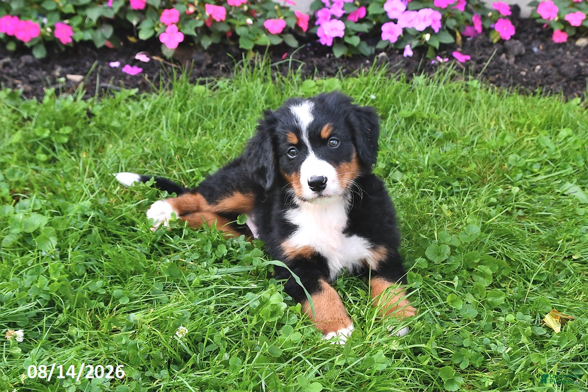 Bernese Mountain Dog dogs Riley - Ad 2