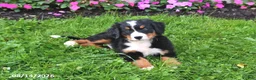 Bernese Mountain Dog dogs for sale: Riley - Ad 2