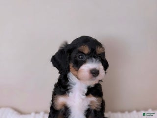 Mini Aussiedoodle dogs - Ad 31