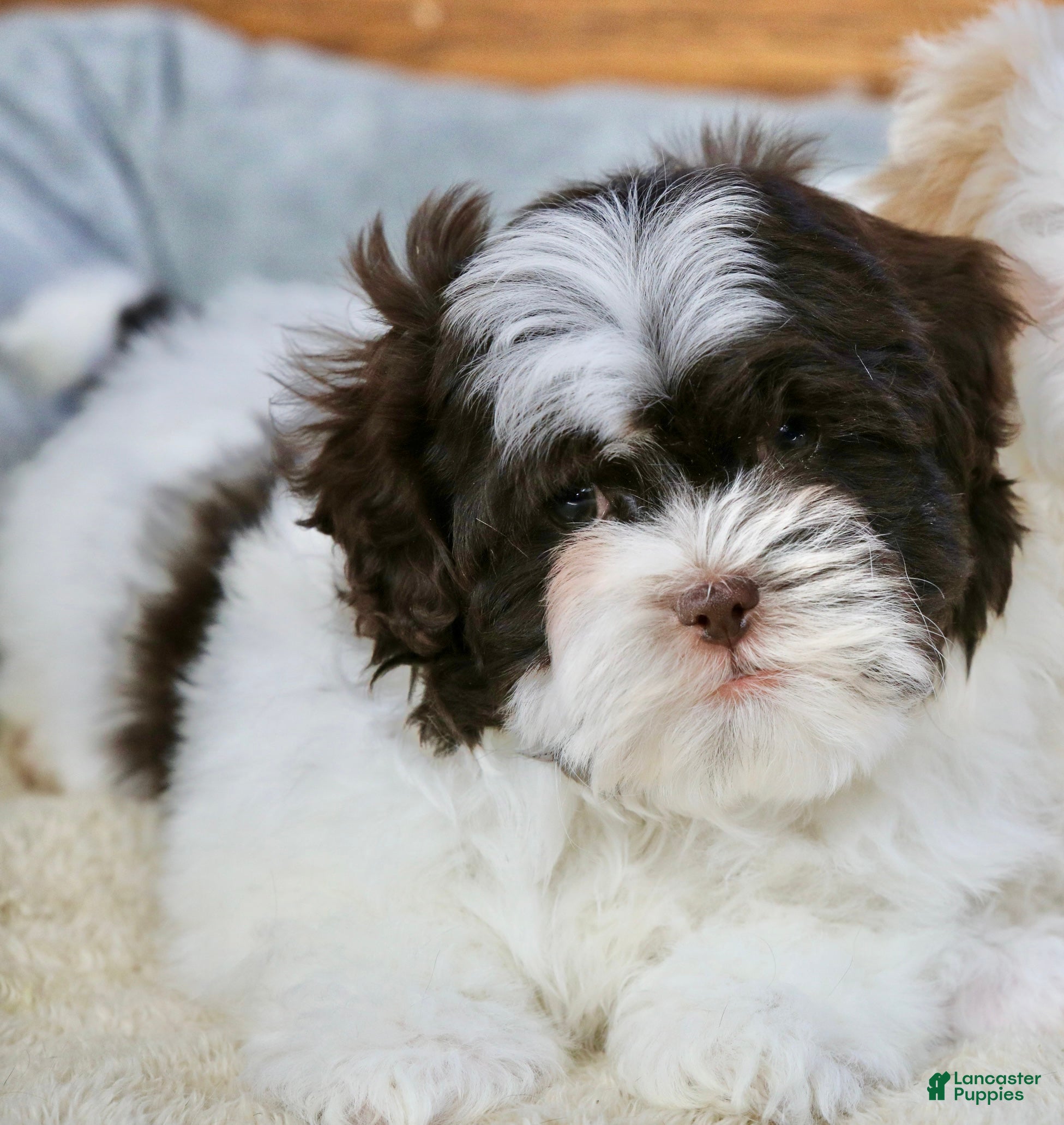 Shihpoo dogs Briglee - Ad 9