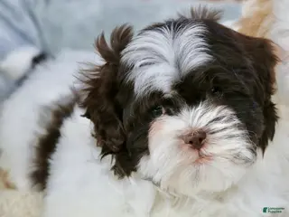 Shihpoo dogs Briglee - Ad 9