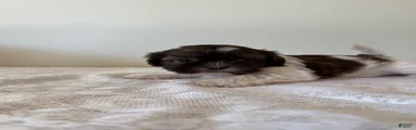 Guy Shih Tzu Puppy 