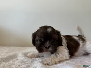 Shih Tzu dogs for sale: Guy Shih Tzu Puppy - Ad 4