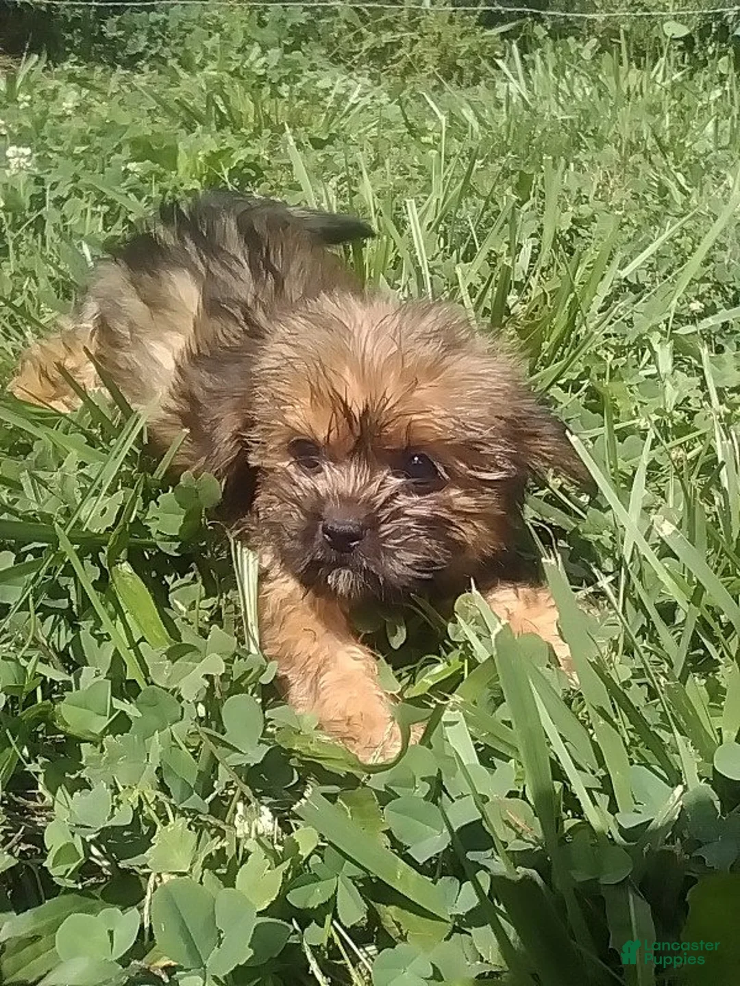 Shorkie dogs for sale: Samantha - Ad 1