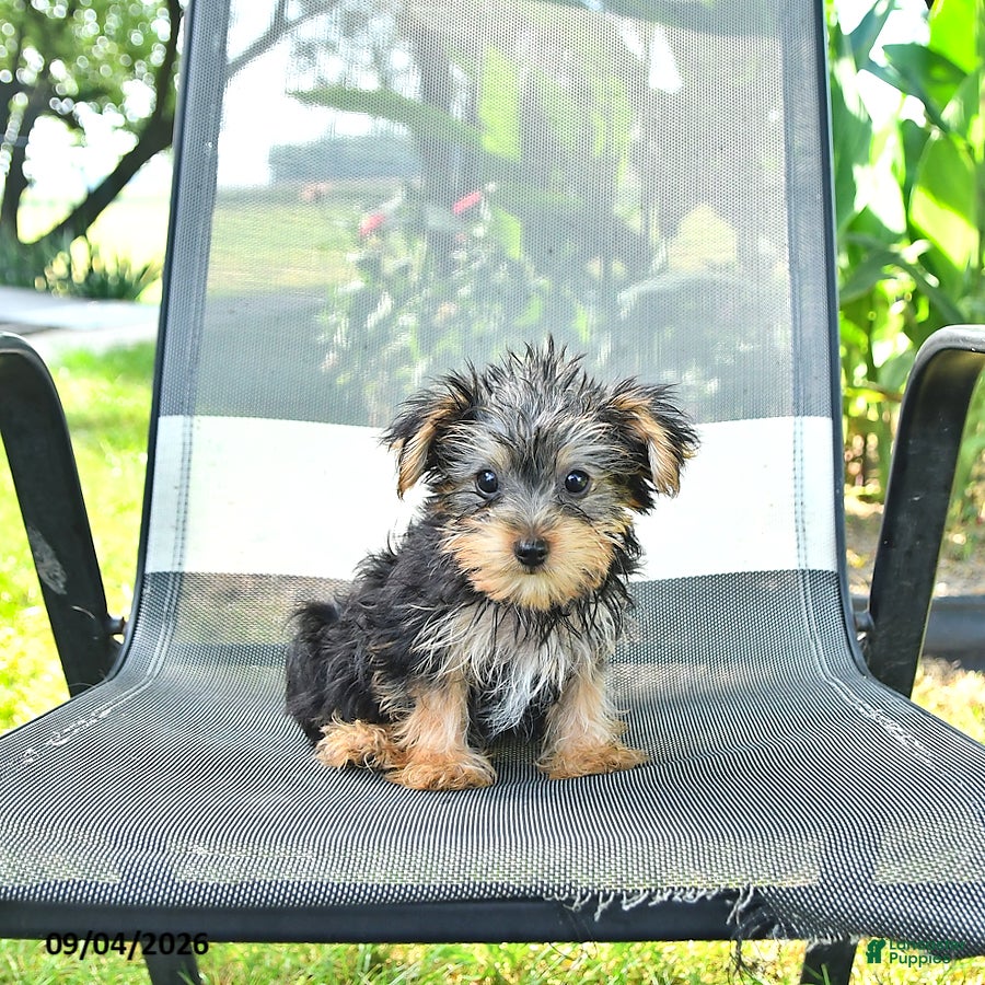 Yorkshire Terrier dogs Roger - Ad 2