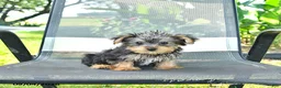 Yorkshire Terrier dogs for sale: Roger - Ad 2