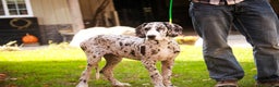 Great Dane dogs for sale: Beatrice - Ad 9