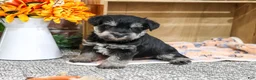 Miniature Schnauzer dogs for sale: SpongeBob - Ad 11