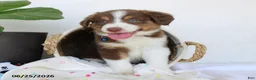 Miniature Australian Shepherd dogs for sale: Parker - Ad 9