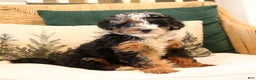 Mini Bernedoodle dogs for sale: Natalie  - Ad 1