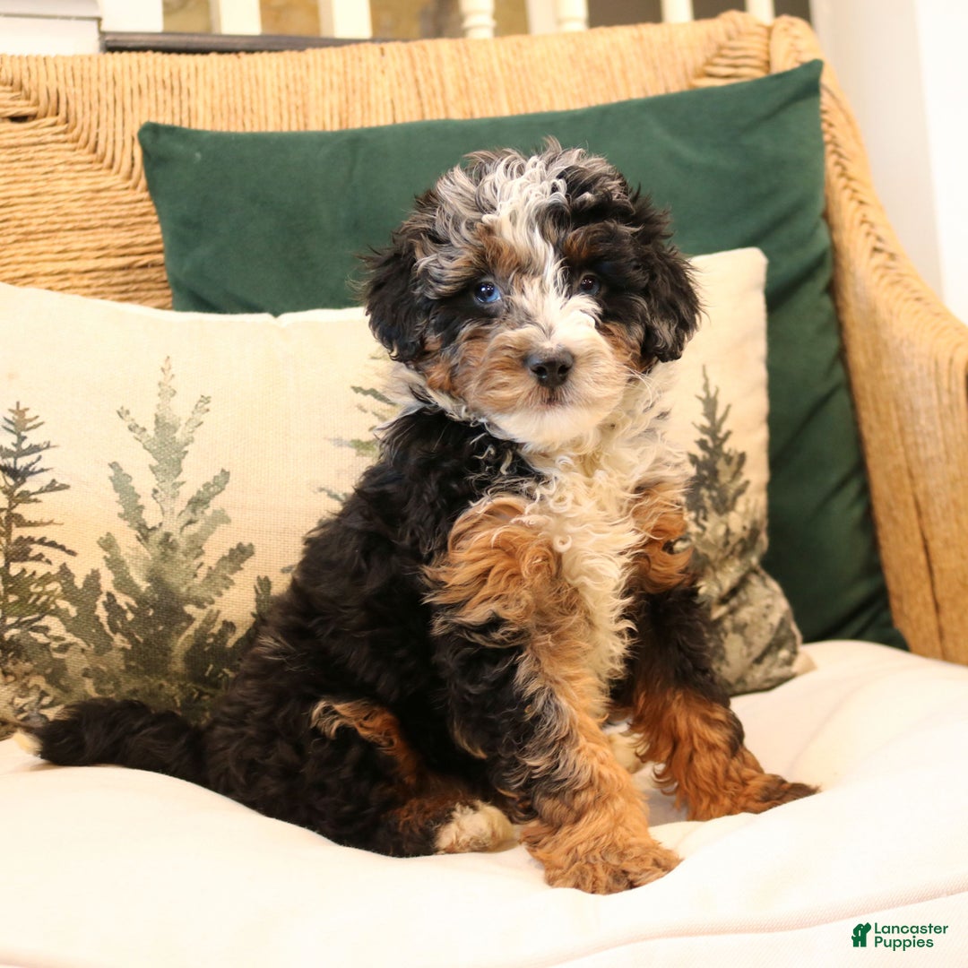 Mini Bernedoodle dogs for sale: Natalie  - Ad 1