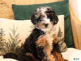 Mini Bernedoodle dogs Natalie - Ad 31