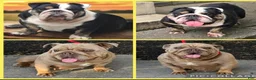 English Bulldog dogs for sale: Rome - Ad 5