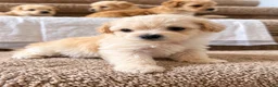 Maltipoo dogs for sale: Meet Coco — Adorable Maltipoo Puppy - Ad 6