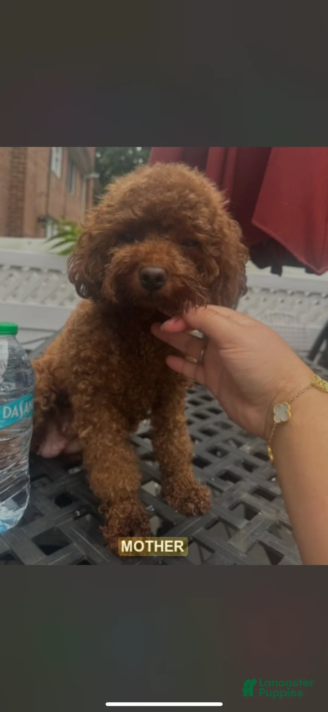 Toy Poodle dogs for sale: Polly - Ad 6