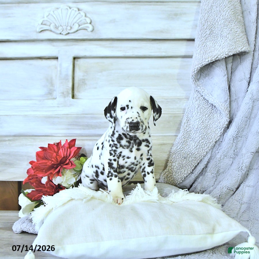 Dalmatian dogs Bryce - Ad 1