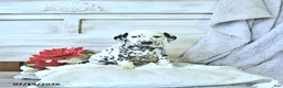 Dalmatian dogs for sale: Bryce - Ad 1