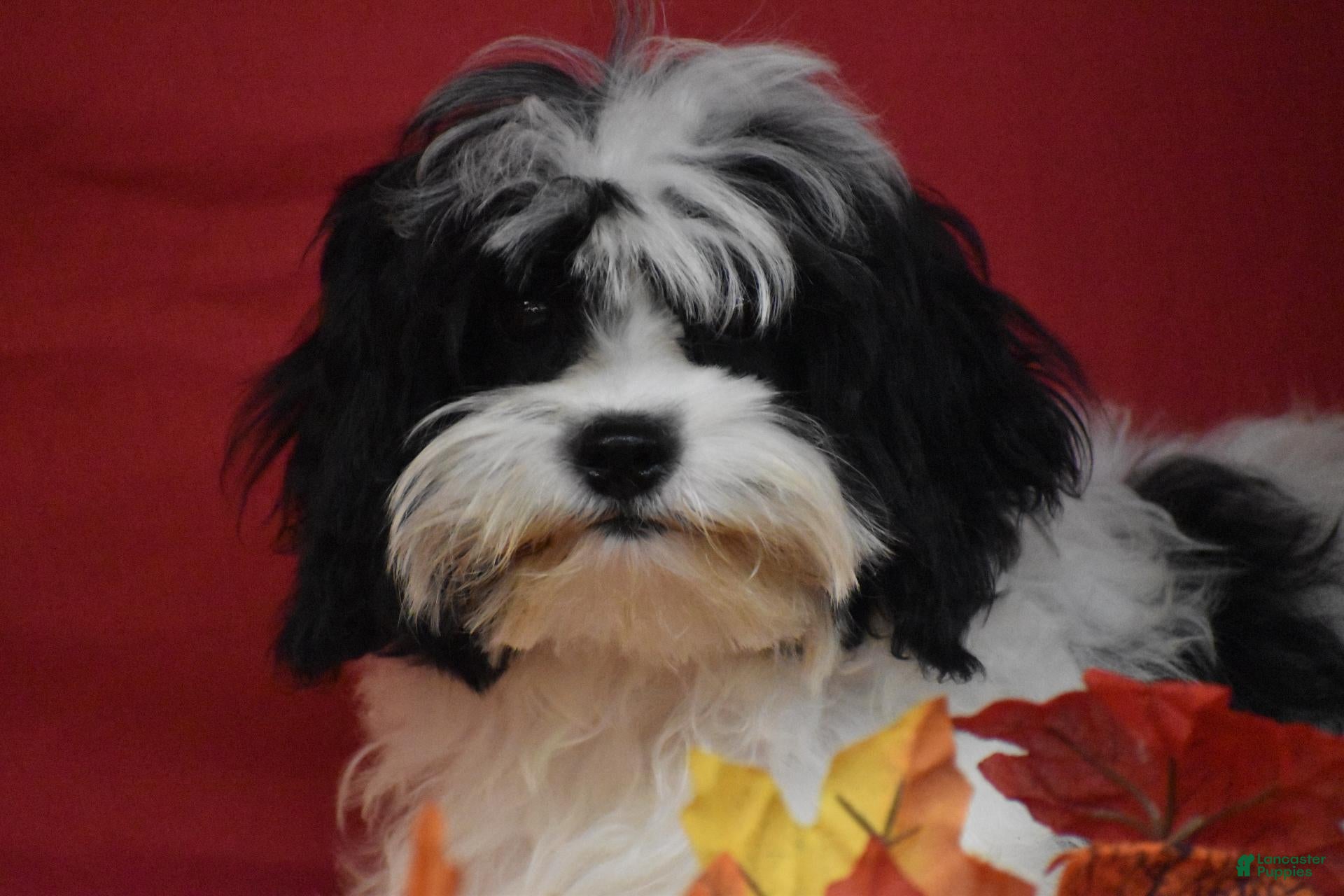 Cavachon dogs for sale: Riley - Ad 1