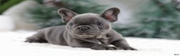 French Bulldog dogs for sale: Tara - Ad 4