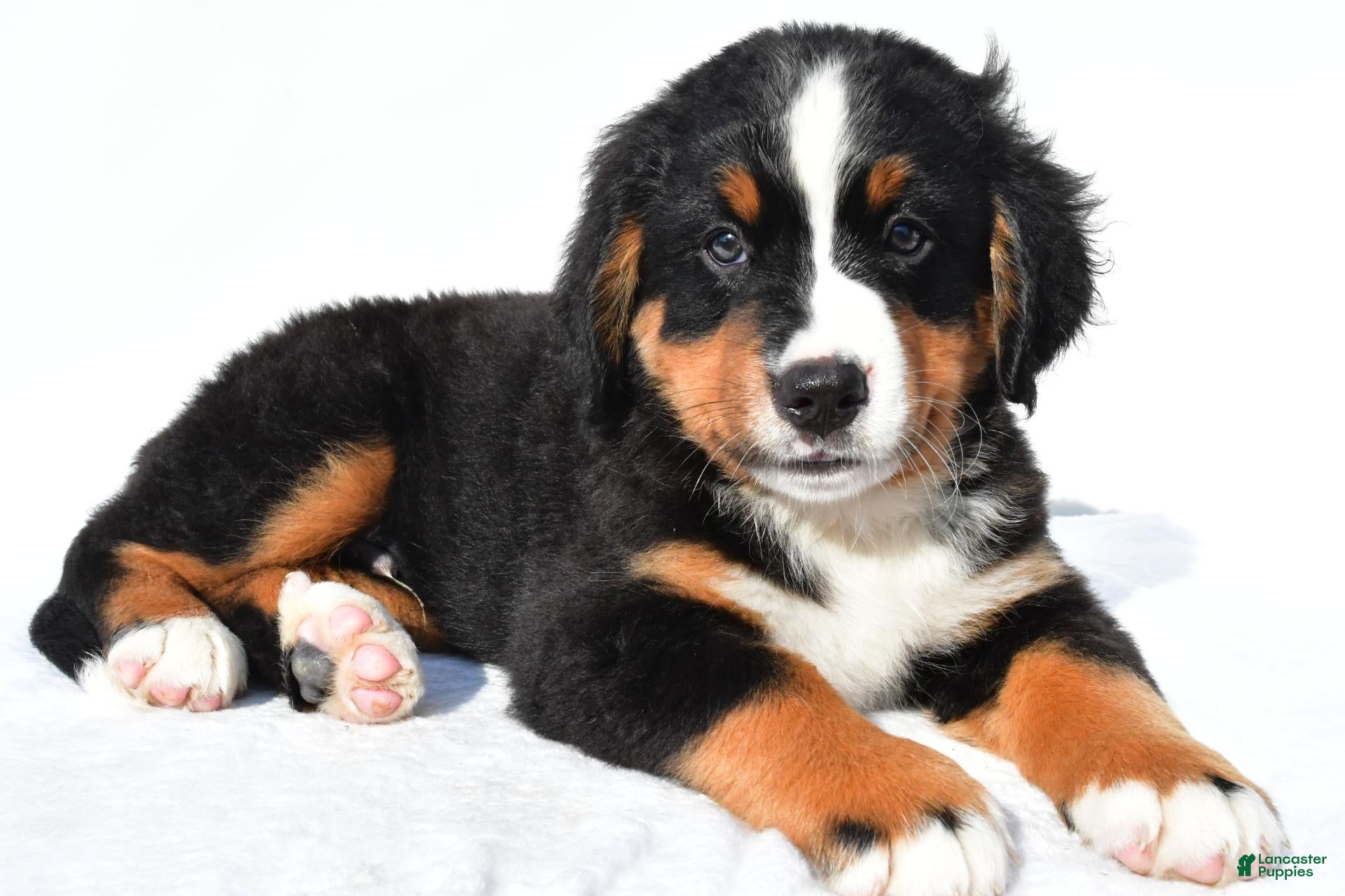 Bernese Mountain Dog dogs Piper - Ad 1