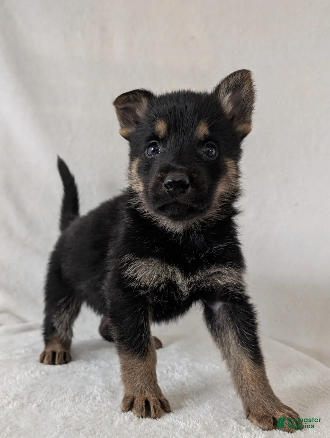 German Shepherd dogs for sale: Ryder  - Ad 4