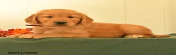 Golden Retriever dogs for sale: Darcie - Ad 5