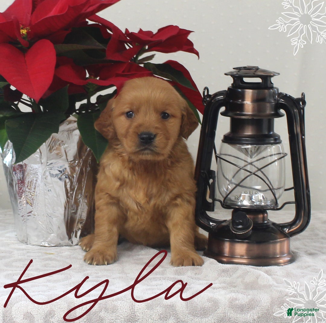 Golden Retriever dogs for sale: Kyla - Ad 1