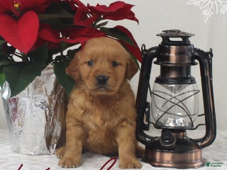 Golden Retriever dogs Kyla - Ad 2