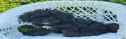 Cavapoo dogs for sale: Kyle - Ad 3