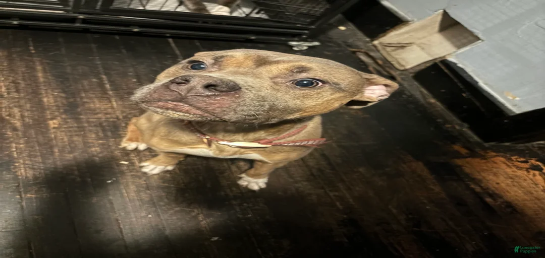 Gallery Image {{count}}