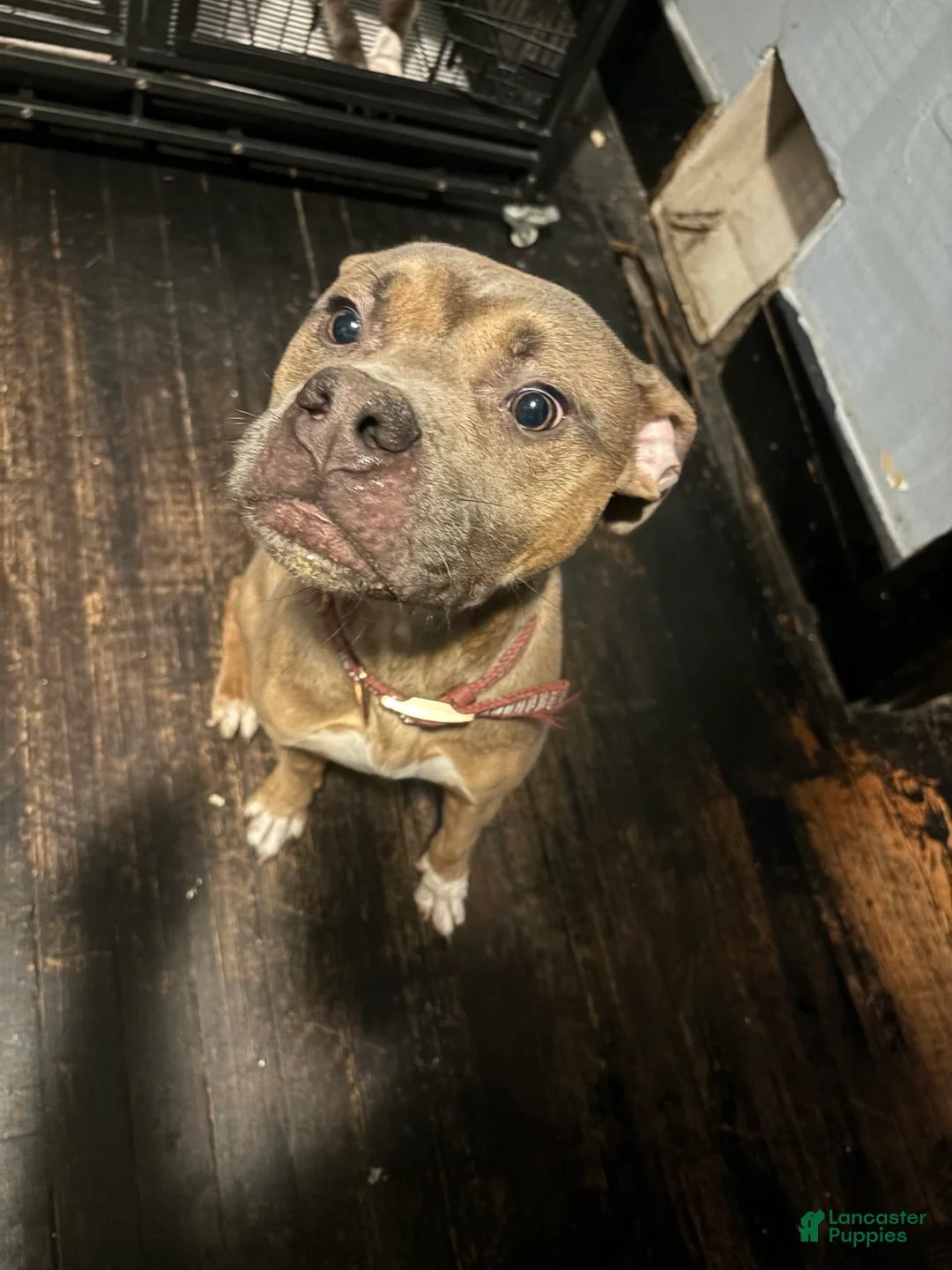 Gallery Image {{count}}