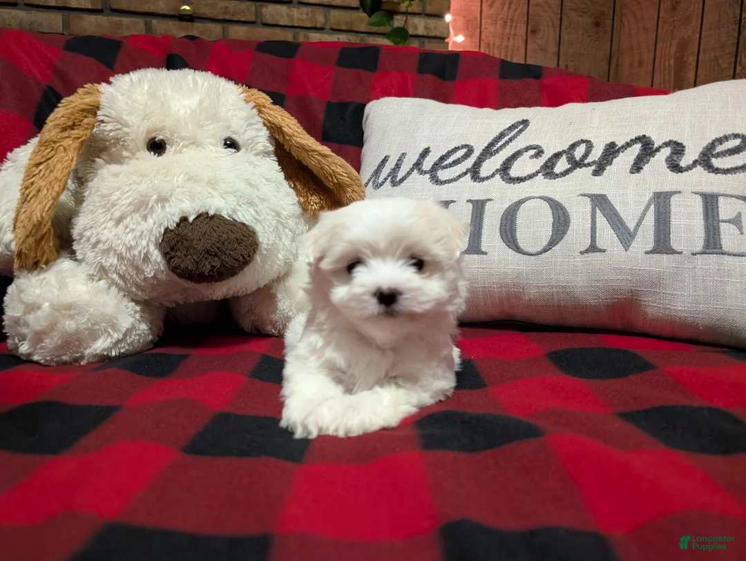 Maltese dogs for sale: Maltese Puppy 2 - Ad 9