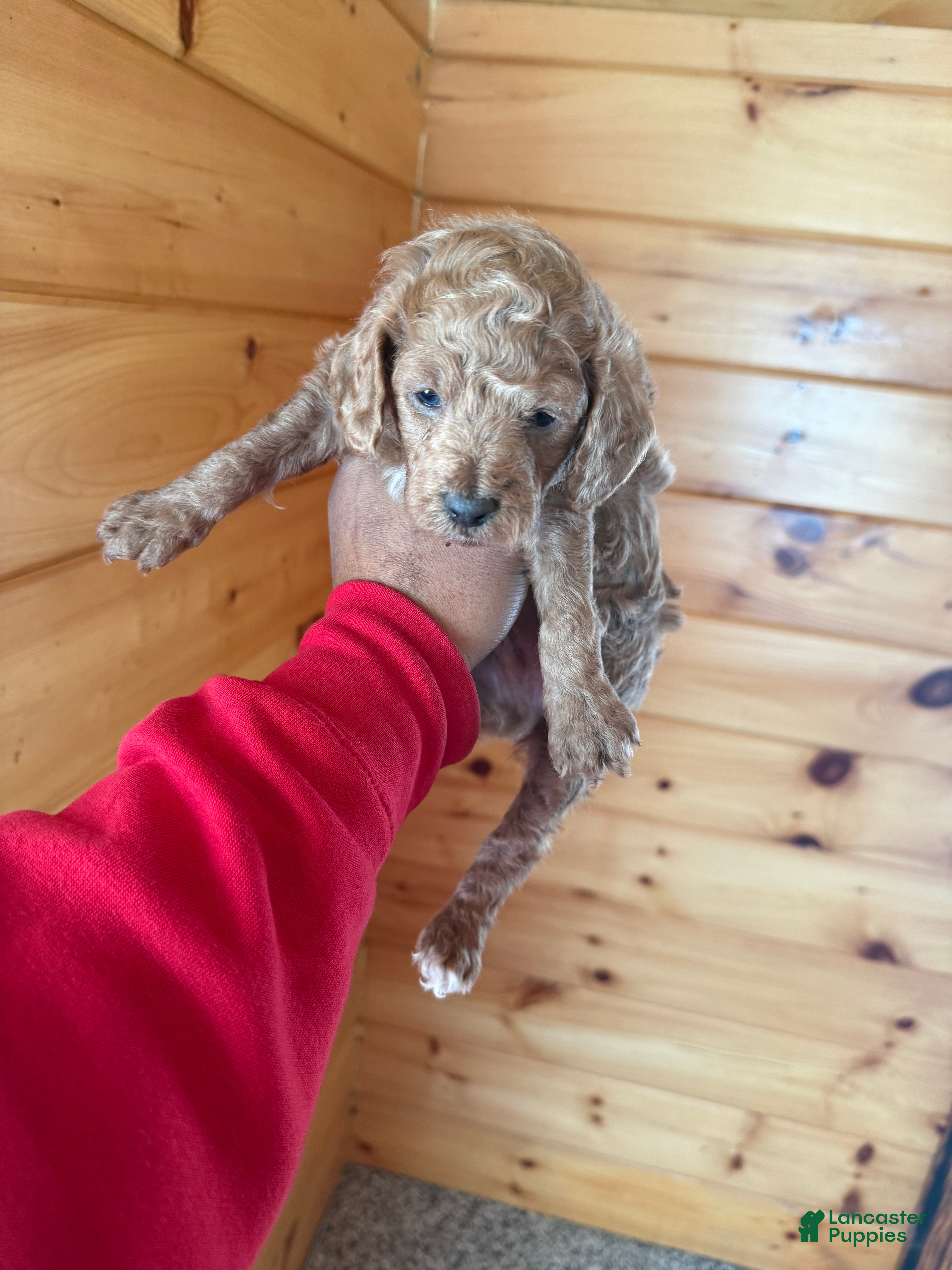 Miniature Poodle dogs Miniature Poodle Puppy 2 - Ad 26