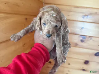 Miniature Poodle dogs Miniature Poodle Puppy 2 - Ad 26