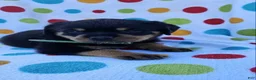 Rottweiler dogs for sale: Polly - Ad 1