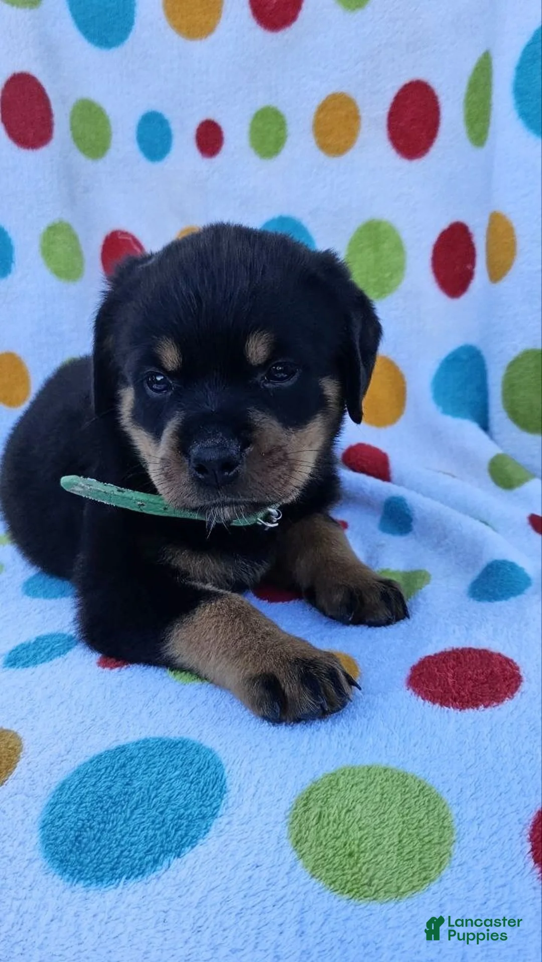 Rottweiler dogs for sale: Polly - Ad 1