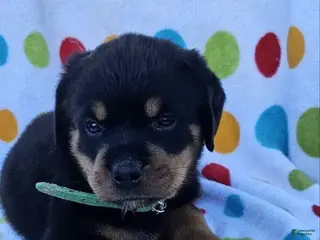 Rottweiler dogs for sale: Polly - Ad 2