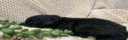 Goldendoodle dogs for sale: Onyx 🧡 - Ad 4