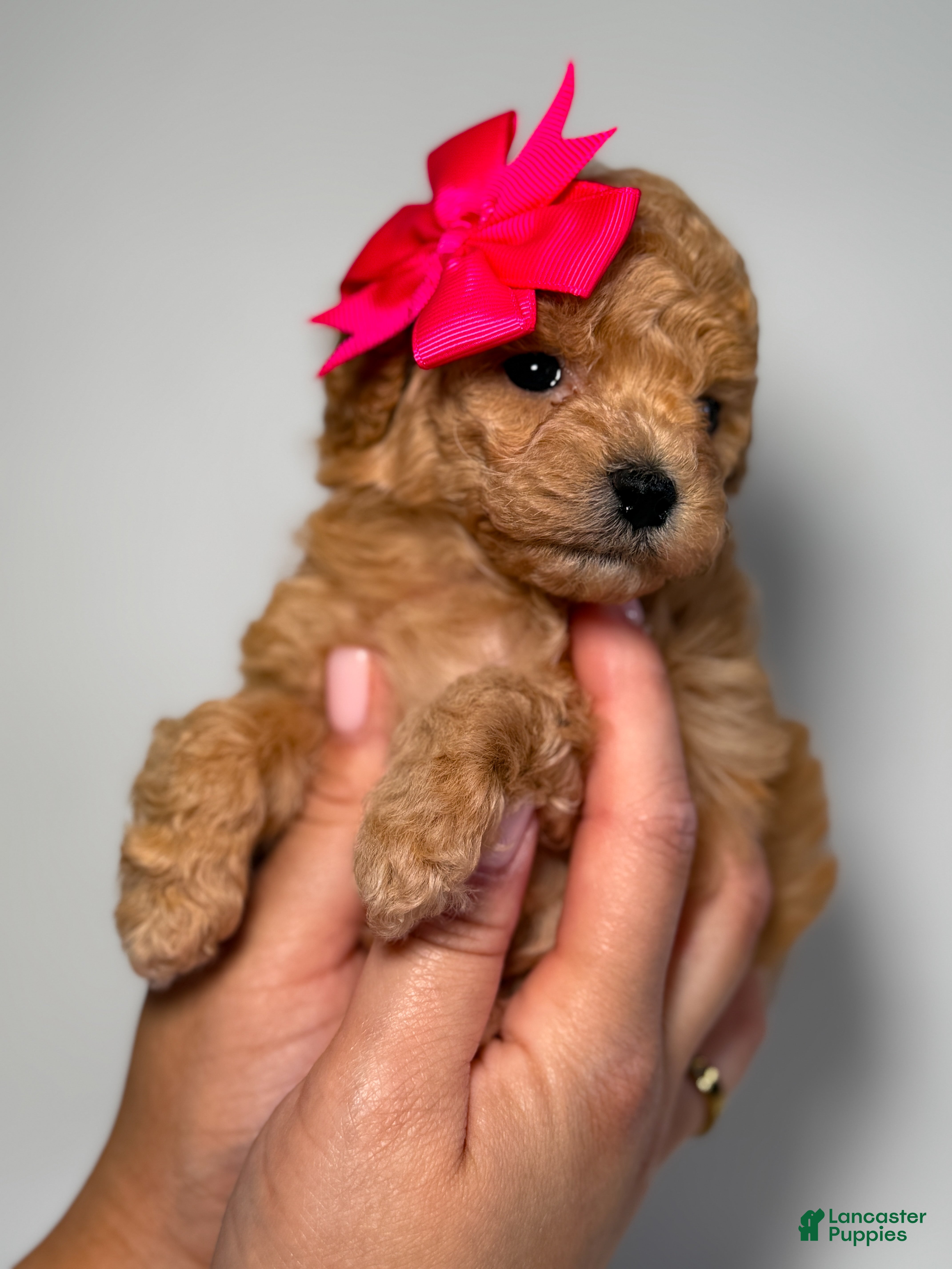 Toy Poodle dogs for sale: Tiny Leila  - Ad 1