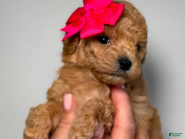 Toy Poodle dogs for sale: Tiny Leila - Ad 1