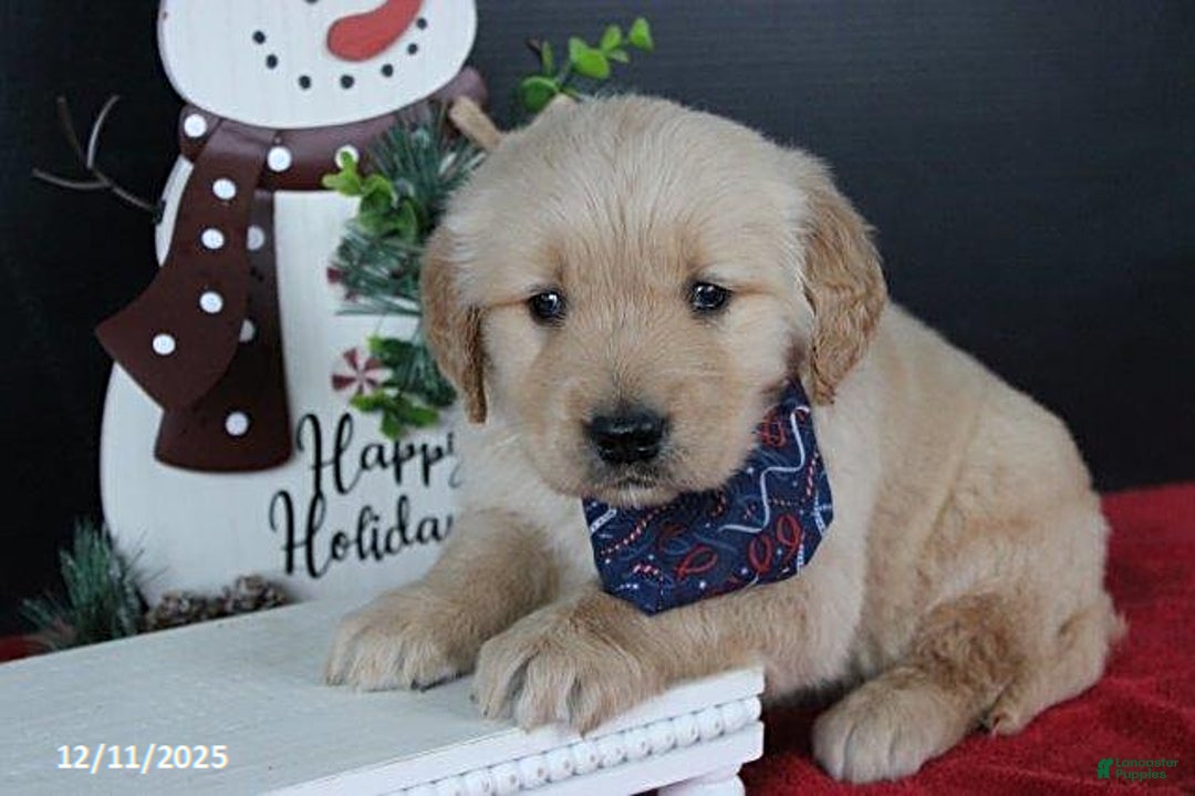 Golden Retriever dogs for sale: Cinnamon - Ad 1