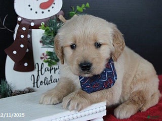 Golden Retriever dogs Cinnamon - Ad 40